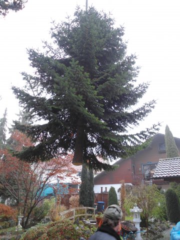 Christbaum 2011